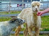 The Alpaca stole poor little Billy Goat's food.