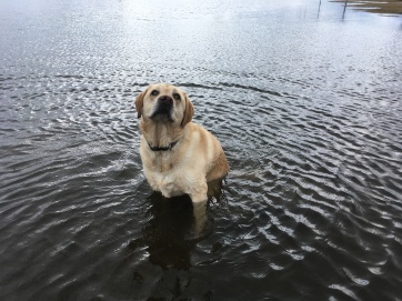 Grace loves ponds and puddles!