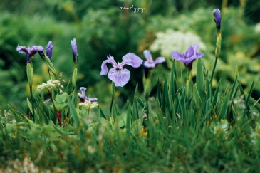 Wild Iris'